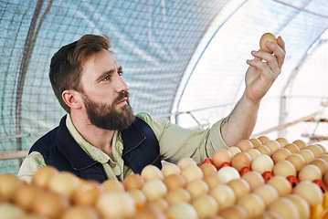 Image showing Farm, agriculture and farmer with egg in hand for inspection, growth production and food industry. Poultry farming, organic and man with chicken eggs for logistics, protein market and quality control