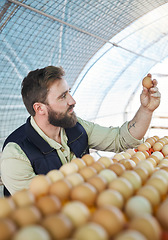 Image showing Farm, agriculture and farmer with egg for inspection, growth production and food industry. Poultry farming, countryside and man checking chicken eggs for order, protein market and quality control