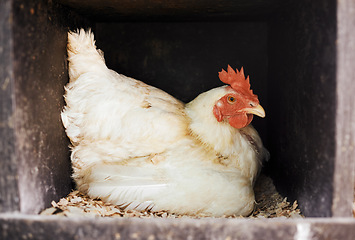 Image showing Chicken, livestock with agriculture and animal on farm, poultry farming with organic free range product. Hen in coop closeup, agro business and sustainability with bird, farmer industry with protein