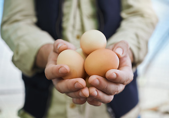 Image showing Agriculture, farm and farmer with egg in hands for inspection, protein production and food industry. Poultry farming, countryside and man with chicken eggs for nature, livestock and quality control