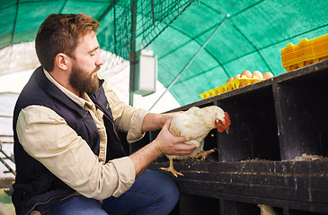 Image showing Man, chicken farmer and bird with eggs for protein, food or organic meat product in agriculture industry. Farmer, poultry expert or inspection of animal for health, wellness or sustainability at farm