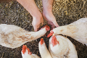 Image showing Top view, farmer or hands feeding chickens in nature, countryside land or farming field for growth management. Man, seeds or poultry birds food for sustainability agro health in meat trade industry