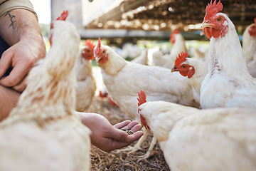 Image showing Hands, chicken and seeds at outdoor farm for growth, health and development with sustainable agriculture. Man, farmer and poultry expert for birds, eggs and meat for protein diet in countryside field