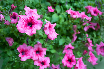 Image showing flower Petunia Surfinia Pink Vein