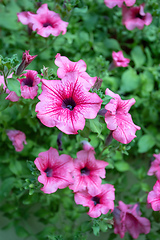 Image showing flower Petunia Surfinia Pink Vein