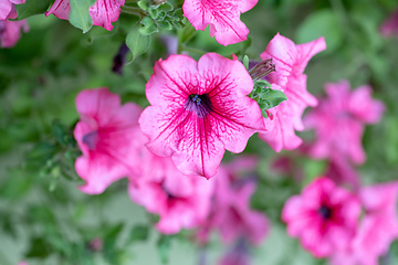 Image showing flower Petunia Surfinia Pink Vein