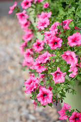 Image showing flower Petunia Surfinia Pink Vein