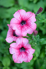 Image showing flower Petunia Surfinia Pink Vein