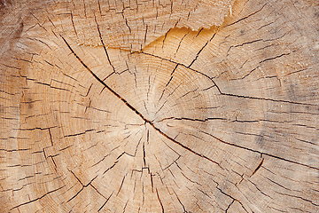 Image showing wood slice grungy background