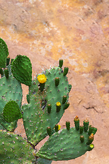 Image showing Euphorbia cactus with flowers.