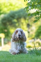 Image showing Cocker Spaniel Dog Breed Is In The Grass