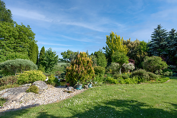 Image showing summer garden with conifer trees