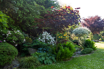 Image showing summer garden with conifer trees