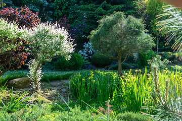 Image showing summer garden with conifer trees