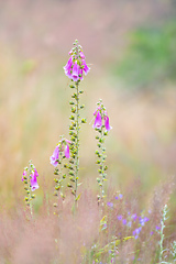 Image showing pink flower Purple foxgloves, Digitalis purpurea