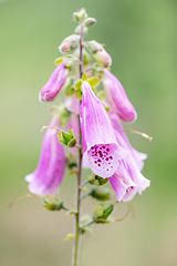 Image showing pink flower Purple foxgloves, Digitalis purpurea