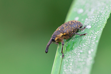 Image showing Macro of Black Vine Weevil - Otiorhynchus sulcatus, Czech Wildlife