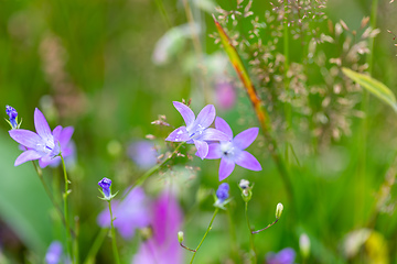 Image showing flower campanula patula, wild flowering plant