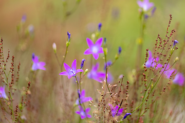 Image showing flower campanula patula, wild flowering plant