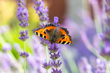 Image showing Small tortoiseshell butterfly on lavender