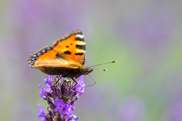 Image showing Small tortoiseshell butterfly on lavender