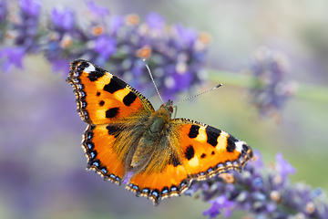 Image showing Small tortoiseshell butterfly on lavender