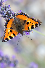 Image showing Small tortoiseshell butterfly on lavender