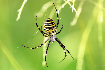 Image showing Argiope bruennichi (wasp spider) on web