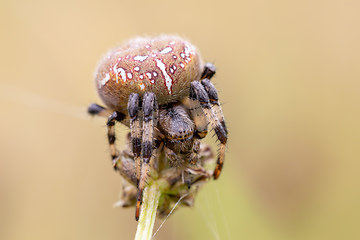 Image showing common cross spider sitting grass