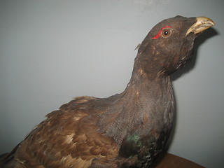 Image showing Norwegian Capercaillie (Wood Grouse)