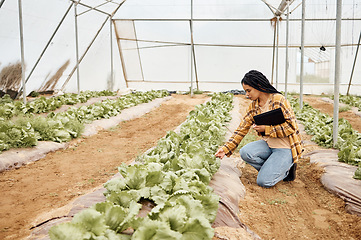 Image showing Greenhouse, gardening and black woman for vegetables growth, agro business and farmer supply chain inspection. Farming, plants management and eco friendly person for lettuce or food quality assurance