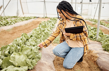 Image showing Greenhouse, inspection and black woman vegetables growth checklist, agro business and farmer market progress. Farming, gardening and sustainability person with portfolio for lettuce quality assurance