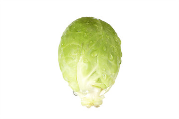 Image showing Brussel Sprout