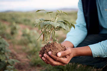 Image showing Black man, hands and planting in soil agriculture, sustainability farming or future growth planning in climate change support. Zoom, farmer and green leaf plants in environment, nature or countryside