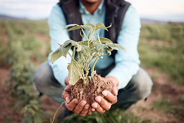 Image showing Farmer, hands and planting in soil agriculture, sustainability farming or future growth planning in climate change support. Zoom, black man and green leaf plants in environment, nature or countryside