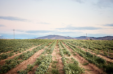 Image showing Farm, landscape or green plants growth on sustainability nature, agriculture field or countryside environment. Vegetables, crops or produce on farming garden for food, healthcare or wellness industry