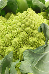 Image showing Romanesco_1