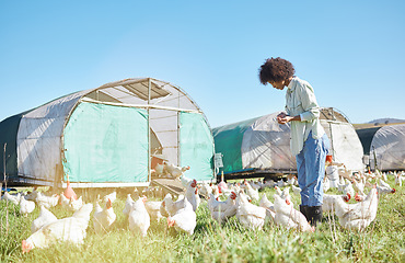 Image showing Agriculture, farming and black woman with chickens in sustainability, eco friendly and free range industry. Sustainable, small business owner or farmer or person with animal care on countryside land