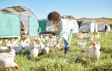 Image showing Agriculture, farming and woman feeding chickens in sustainability, eco friendly and free range industry. Sustainable, small business owner or agro worker, farmer or person animal care in countryside