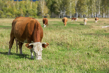 Image showing Cows in the grass