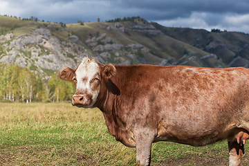 Image showing Cows in the grass