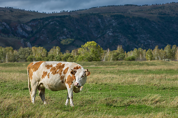 Image showing Cows in the grass