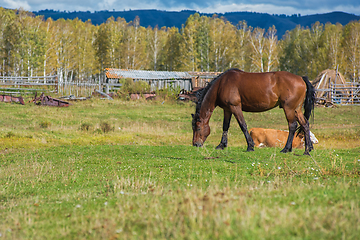 Image showing Wild horses in Altai mountain