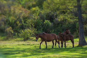 Image showing Wild horses in Altai mountain