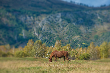 Image showing Wild horses in Altai mountain