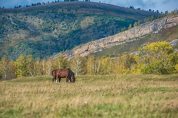 Image showing Wild horses in Altai mountain