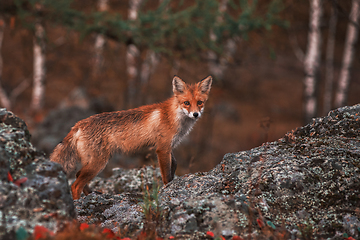 Image showing Curious red fox in its natural habitat.