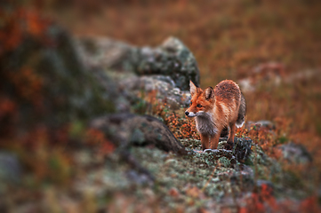 Image showing Curious red fox in its natural habitat.