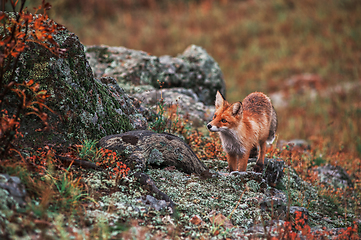 Image showing Curious red fox in its natural habitat.