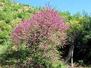 Image showing Tree in pink. Cyprus